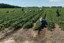 Московские комсомольцы поддержали Совхоз имени Ленина